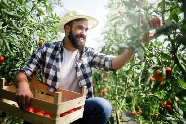 Tomato Picking Job in Australia