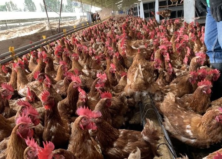 Poultry Farm Job in Australia
